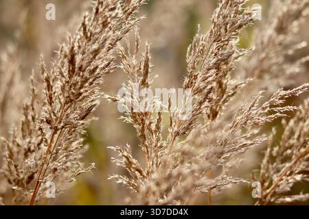 Nahaufnahme von Pampasgras, das im Wind weht, Naturfotografie Stockfoto