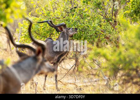 Männliche Kudus fressen in einem bewaldeten Lebensraum in der Nähe von Savuti im Chobe-Nationalpark, Botswana Stockfoto