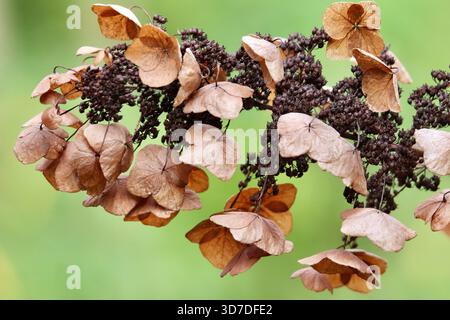 Nahaufnahme von getrockneten Hortensie-Blüten und Samenköpfen vor grünem Hintergrund Stockfoto