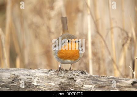 Europäischer robinvogel, der auf einer Wildtierfotografie aus nächster Nähe thront Stockfoto