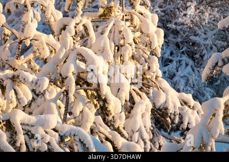 Winter Wald Tanne bedeckt mit Schnee und beleuchtet durch Abendsonne, Winterlandschaft mit natürlichen Tannen Stockfoto