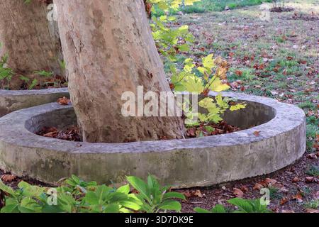 Zwei schlanke Baumstämme mit abblätternder Rinde, umringt von verwitterten Betonkannen, gepunktet mit goldenen Herbstblättern auf grünem Rasen. Stockfoto