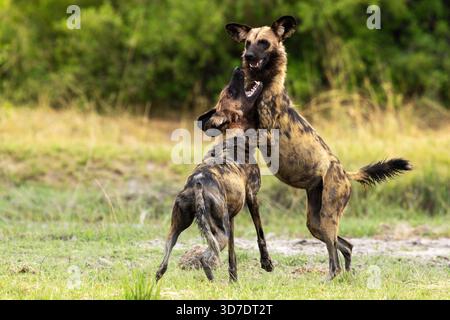 Zwei afrikanische Wildhunde spielen nach dem Essen in der Nähe von Camp Xakanaxa im Moremi Game Reserve, Botswana Stockfoto