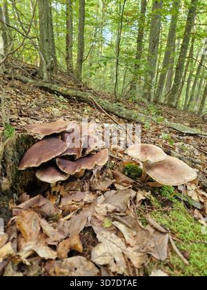 Ansammlung wilder Waldpilze, die auf einem moosigen, mit Blättern bedeckten Waldboden wachsen. Die Szene fängt einen Herbstwald voller gefallener Blätter ein. Stockfoto