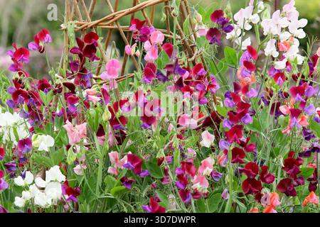 Süße Erbsen klettern auf einem Wigwam. Lathyrus odoratus Old Gewürzmischung, eine traditionelle Grandiflora Süßerbse, blüht auf einem Wigwam in einer Gartengrenze des Landhauses. UK Stockfoto