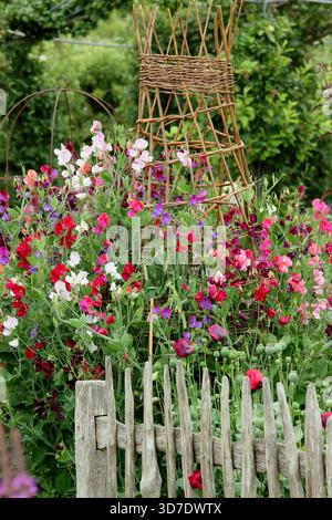 Süße Erbsen klettern auf einem Wigwam. Lathyrus odoratus Old Gewürzmischung, eine traditionelle Grandiflora Süßerbse, blüht auf einem Wigwam in einer Gartengrenze des Landhauses. UK Stockfoto