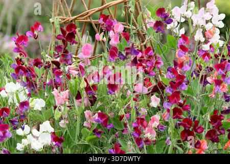 Süße Erbsen klettern auf einem Wigwam. Lathyrus odoratus Old Gewürzmischung, eine traditionelle Grandiflora Süßerbse, blüht auf einem Wigwam in einer Gartengrenze des Landhauses. UK Stockfoto