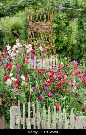 Süße Erbsen klettern auf einem Wigwam. Lathyrus odoratus Old Gewürzmischung, eine traditionelle Grandiflora Süßerbse, blüht auf einem Wigwam in einer Gartengrenze des Landhauses. UK Stockfoto