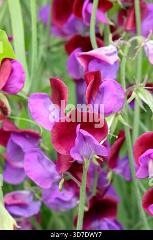 Süße Erbsen Cupani. Auch bekannt als Lathyrus odoratus Cupanis Original und Lathyrus Cupanii. Hoch duftendes Klettern jährlich. Eine Vintage-Sorte mit süßen Erbsen Stockfoto