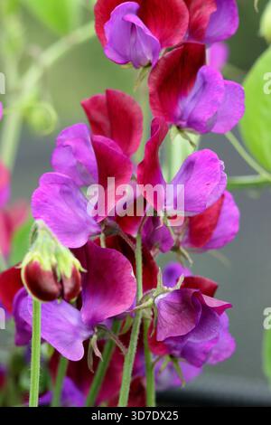 Süße Erbsen Cupani. Auch bekannt als Lathyrus odoratus Cupanis Original und Lathyrus Cupanii. Hoch duftendes Klettern jährlich. Eine Vintage-Sorte mit süßen Erbsen Stockfoto