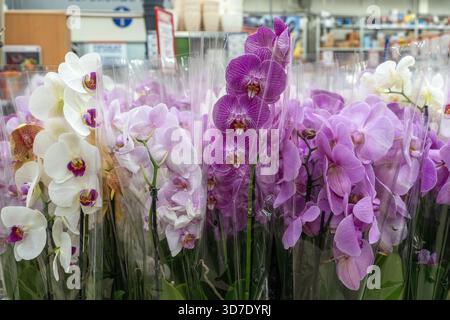Orchideen im Gartenladen. Verschiedene Orchideen werden im Laden verkauft. Stockfoto