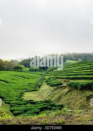 Nebeliger Blick auf die Teeplantage Gorreana auf der Insel São Miguel, Azoren, mit üppigen Terrassenfeldern und bewaldeten Hügeln im Hintergrund. Stockfoto