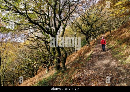 Walker im Wald in St. Mary's Vale, Sugar Loaf, Abergavenny, Wales, Großbritannien Stockfoto