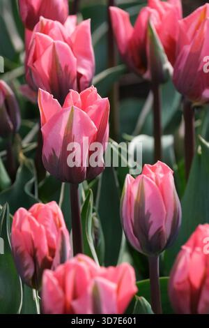 tulipa hübsche Prinzessin, Tulpe hübsche Prinzessin, rosa Blüten mit dunkler, rot/lila Flamme, im Frühling. Stockfoto