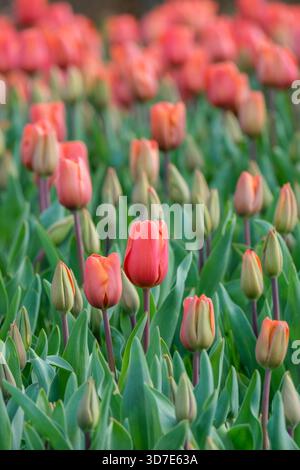 Tulipa Annie Schilder, Tulpe Annie Schilder, orange Blumen im Frühling Stockfoto