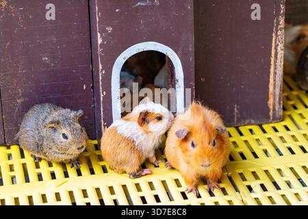 Eine Sammlung von Meerschweinchen in verschiedenen Farben, darunter braun, weiß und grau, um ihren braunen Holzhaufen herum. Einige Meerschweinchen sind drin Stockfoto