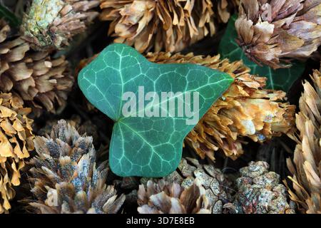 Efeu-Blatt wächst zwischen Kiefernzapfen auf dem Waldboden, Nordengland, Großbritannien Stockfoto