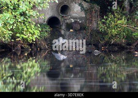 Graureiher (Ardea cinerea) Jagd in einem Fluss neben einer Kanalisation und Sturmüberlaufleitungen, England, Vereinigtes Königreich Stockfoto