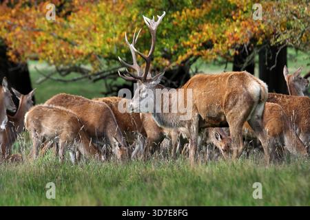 Rotwild (Cervus elaphus) Hirsch mit Hinden während der Furche in Nordengland, Großbritannien Stockfoto