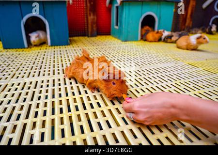 Ein Ingwermeerschweinchen isst ein kleines Stück Karotte, das eine Person hält. Andere Meerschweinchen sind im Hintergrund, einige sind in ihrem blauen Ho Stockfoto