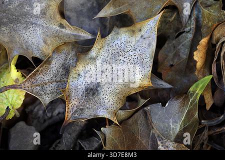 Stechpalme (Ilex aquifolium), die zwischen Laubblättern auf dem Waldboden liegen, Nordengland, Vereinigtes Königreich Stockfoto