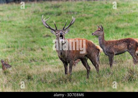 Rotwild (Cervus elaphus) Hirsch mit Weibchen, die während der Furche brüllen, Nordengland, Vereinigtes Königreich Stockfoto