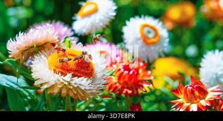 Beige rote Blüten Strohblumenblüten und viele Bienen bestäuben Blüten in verschiedenen Tönen auf den Feldern. Stockfoto