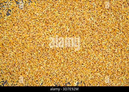Gelbe Stiele aus geerntetem Trockenreis, die auf der Oberfläche in Lagerhäusern verstreut sind. Das natürliche Muster der Reiskörner. Stockfoto