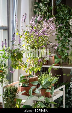 Blühende thailändische Basilikumbuschpflanze, Zitronenthymian, Zimmerpflanzen epipremnum Sebu im Tontopf zu Hause, selektiver Weichfokus. Anbau hausgemachte Aromen würzige Kräuter, Gartenarbeit im Innenbereich. Umweltfreundliches Hobby-Konzept Stockfoto