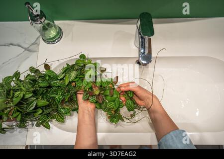 Die Frau wäscht Dischidia ovata-Zimmerpflanze sanft mit warmem Wasser und Seife im Waschbecken, um Staub von den Blättern zu entfernen und Spinnenmilbenschädlinge zu verhindern. Pflanzenpflege – Staub entfernen, Befeuchtung Stockfoto