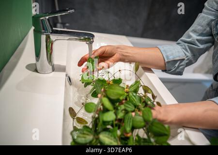 Die Frau wäscht Dischidia ovata-Zimmerpflanze sanft mit warmem Wasser und Seife im Waschbecken, um Staub von den Blättern zu entfernen und Spinnenmilbenschädlinge zu verhindern. Pflanzenpflege – Staub entfernen, Befeuchtung || Modell freigegeben Stockfoto