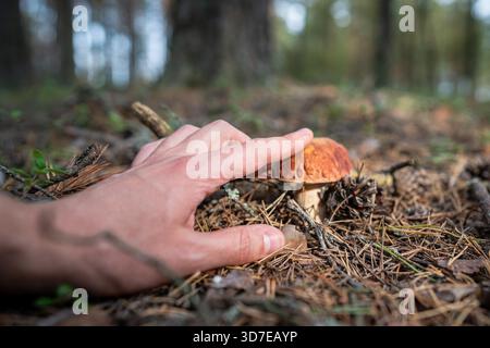 Mensch Naturliebhaber in Herbstwäldern auf der Jagd auf Stachelschweine. Männliche Wanderer fanden Boletus, der auf dem Boden in Kiefernwäldern wuchs, Pilzkappe mit dem Finger berührte, natürliche Nahrung sammelte, saisonale Ernte. Stockfoto