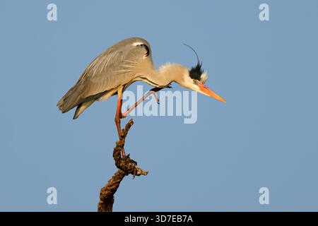 Ein grauer Reiher (Ardea cinerea), der auf einem Zweig im Krüger National Park, Südafrika, thront Stockfoto