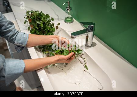 Die Frau wäscht Dischidia ovata-Zimmerpflanze sanft mit warmem Wasser und Seife im Waschbecken, um Staub von den Blättern zu entfernen und Spinnenmilbenschädlinge zu verhindern. Pflanzenpflege – Staub entfernen, Befeuchtung Stockfoto
