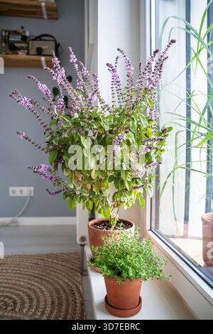 Blühender thailändischer Basilikumbusch mit kleinen lila Blüten und Thymianpflanze in Tontöpfen auf Fensterbank zu Hause. Anbau hausgemachte Aromen würzige Kräuter, Gartenarbeit im Innenbereich. Umweltfreundliches Hobby-Konzept Stockfoto