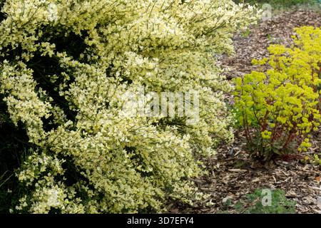 Cytisus x praecox 'Albus' in der Gartenblühenden Strauchquelle Stockfoto