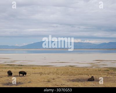 Weite Sicht auf American Bison, verstreut über die goldenen Ebenen mit den Bergen und dem See im Hintergrund. Stockfoto