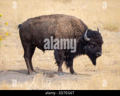Ganzkörper-Nahporträt eines Reifen männlichen amerikanischen Bison, der in hohem, trockenem Gras steht. Stockfoto