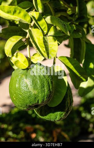 Pomelo-Früchte-Nahaufnahme auf einem Baumzweig im Garten der Zitrusfrüchte, auch Toronja genannt Stockfoto
