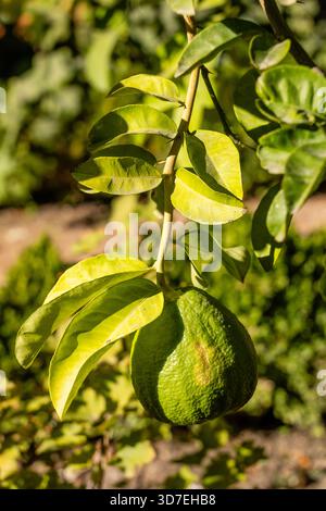 Pomelo-Früchte-Nahaufnahme auf einem Baumzweig im Garten der Zitrusfrüchte, auch Toronja genannt Stockfoto