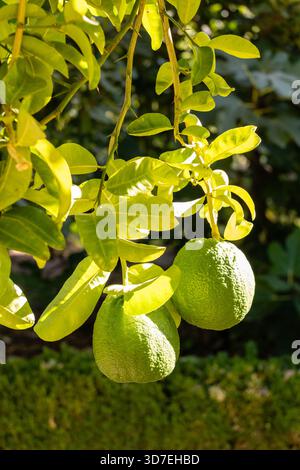 Pomelo-Früchte-Nahaufnahme auf einem Baumzweig im Garten der Zitrusfrüchte, auch Toronja genannt Stockfoto