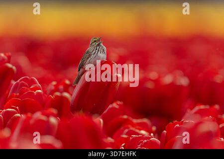 Ein Savannensperling singt ein schönes Lied, während er auf einem Tulpenfeld sitzt Stockfoto