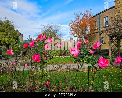 Bath Gardens, Bakewell, Peak District, Derbyshire. Spätrosen blühen im Herbst im öffentlichen Garten. Stockfoto