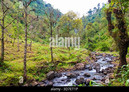 Ein ruhiger Bach schlängelt sich durch die Regenwälder des Kilimandscharo in Tansania Stockfoto