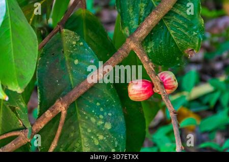 Wachsapfel (Syzygium samarangense), auch bekannt als Java-Apfel, Semarang-Rosenapfel und Wachsjambu in der Gewürzfarm auf Sansibar, Tansania Stockfoto