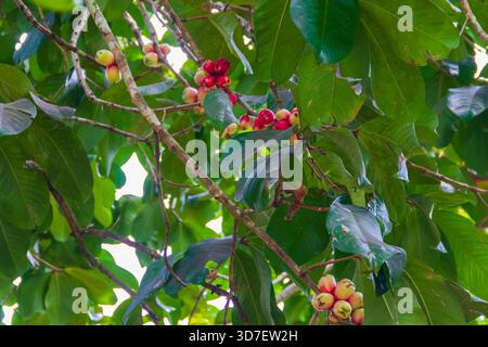 Wachsapfel (Syzygium samarangense), auch bekannt als Java-Apfel, Semarang-Rosenapfel und Wachsjambu in der Gewürzfarm auf Sansibar, Tansania Stockfoto