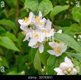 Weiße Jasminblüten sind auf Zweigen, mit selektivem Fokus, Nahaufnahme.blühender Jasminstrauch. Stockfoto