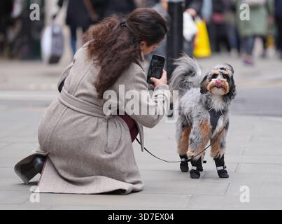 Ein Hund, der bei kaltem Wetter Stiefel trägt, wird von seinem Besitzer fotografiert, während er auf der Oxford Street im Zentrum von London spaziert. Bilddatum: Dienstag, 25. November 2025. Stockfoto