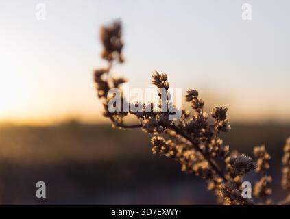 Trockene Wildblume bei warmem Sonnenuntergang Stockfoto