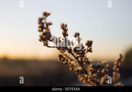 Trockene Wildblume bei warmem Sonnenuntergang Stockfoto